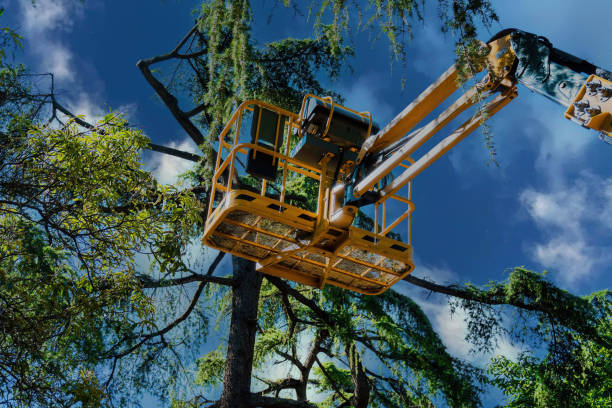 Best Tree Preservation Services  in Moreland Hills, OH