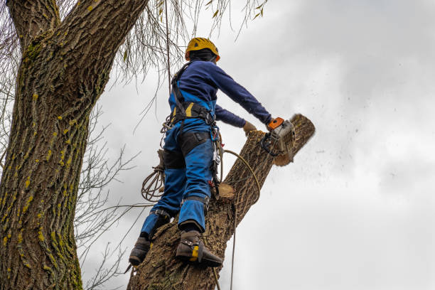 Reliable Moreland Hills, OH Tree Services Solutions