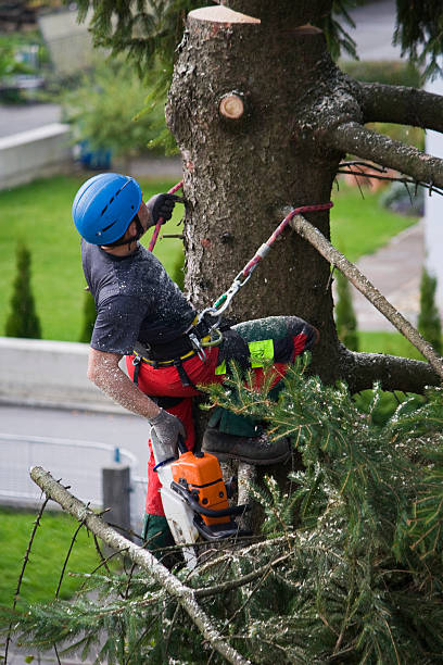 How Our Tree Care Process Works  in  Moreland Hills, OH